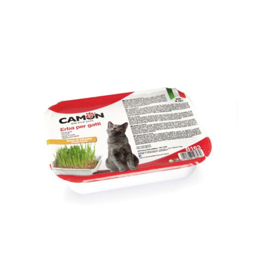 Picture of Camon Cat Grass  - Wheat