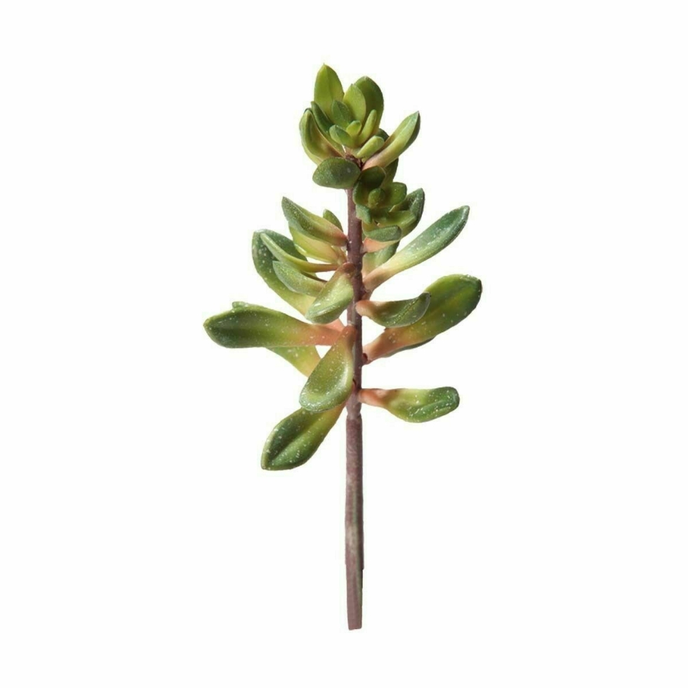 Picture of Ho37036 - Kalanchoe