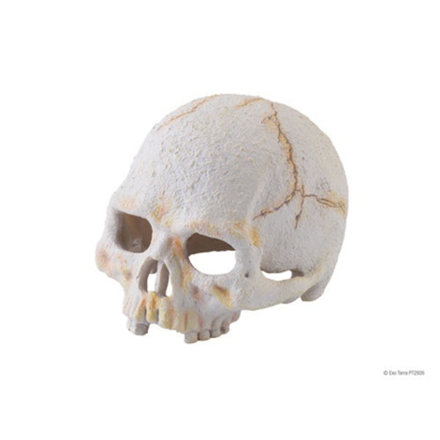 Picture of Exoterra - Primate Skull Small